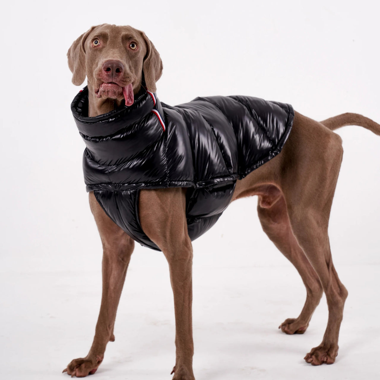 Luxury Padded Dog Gilet - Angie's Pet ProvisionsAngie's Pet Provisions