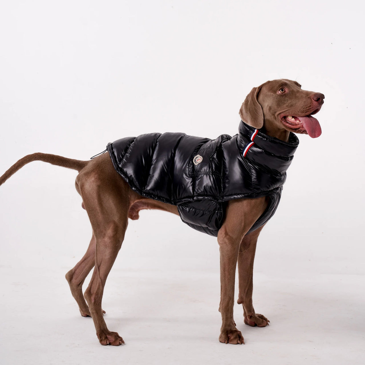 Luxury Padded Dog Gilet - Angie's Pet ProvisionsAngie's Pet Provisions