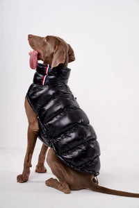 Luxury Padded Dog Gilet - Angie's Pet ProvisionsAngie's Pet Provisions