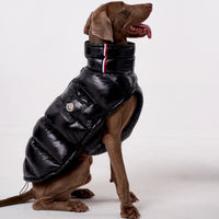 Luxury Padded Dog Gilet - Angie's Pet ProvisionsAngie's Pet Provisions