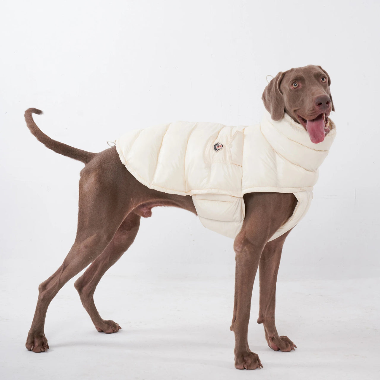 Luxury Padded Dog Gilet - Angie's Pet ProvisionsAngie's Pet Provisions