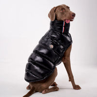 Luxury Padded Dog Gilet - Angie's Pet ProvisionsAngie's Pet Provisions