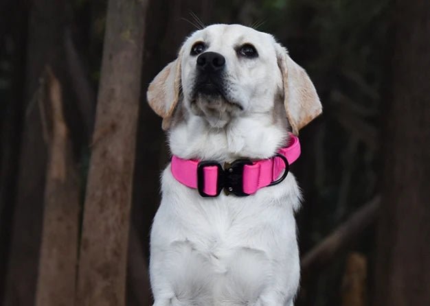 Premium K9 Tactical Collar - Angie's Pet ProvisionsAngie's Pet Provisions