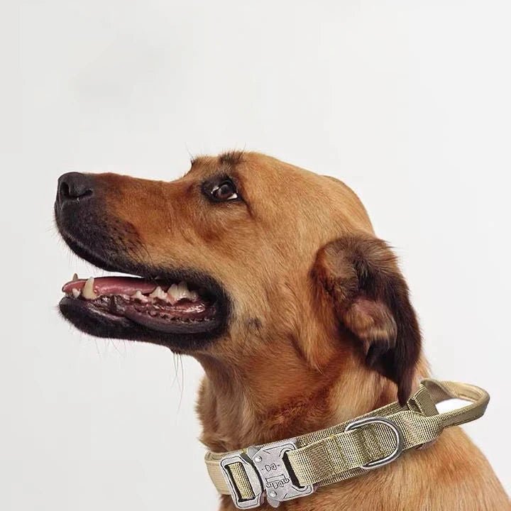 Premium K9 Tactical Collar & Ladder Combat Lead - Angie's Pet ProvisionsAngie's Pet Provisions